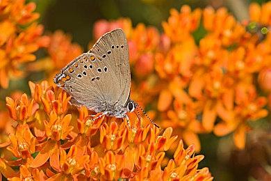 治愈向养成放置游戏《许愿岛》Steam页面开放 发行日期待定